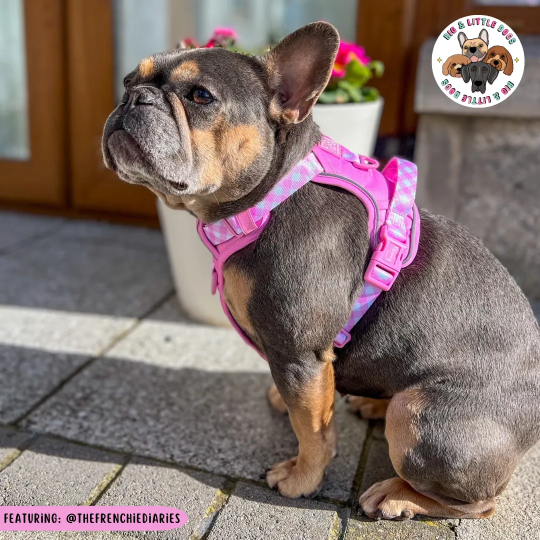 Big & Little Dogs All Rounder Harness - Pink